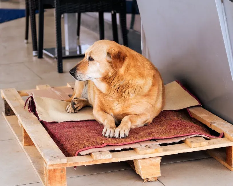 Choosing Hard Floors Over Soft Beds, or Vice Versa (Image Credits: Pexels)