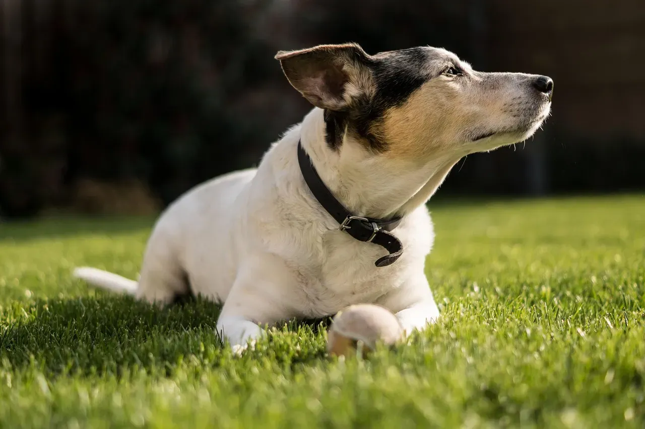 Jack Russell Terrier (and Similar High-Drive Terriers) (Image Credits: Pixabay)