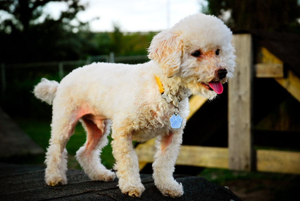 Poodle: The Aquarius Intellectual's Dream Companion (Image Credits: Flickr)