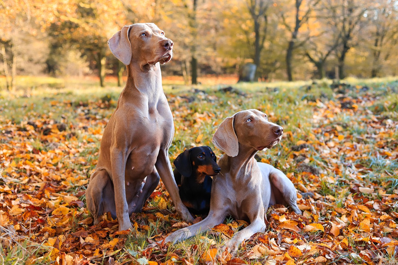 10. Dachshunds - The Mighty Wiener Dogs (Image Credits: Pixabay)