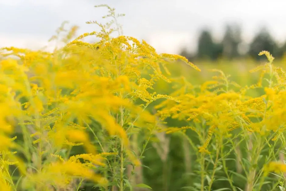 #3 Fall Weed Pollen Reactions (Image Credits: Pexels)