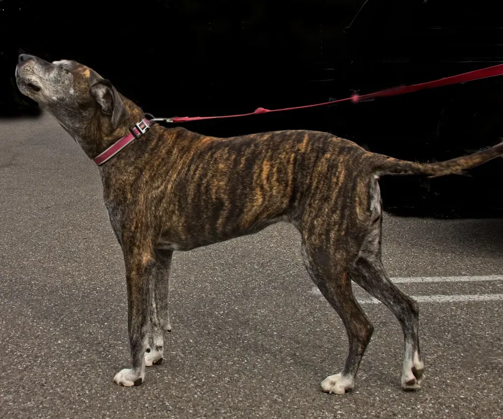 Owner Behavior Changes Influence The Dog (bluesbby, Flickr, CC BY 2.0)