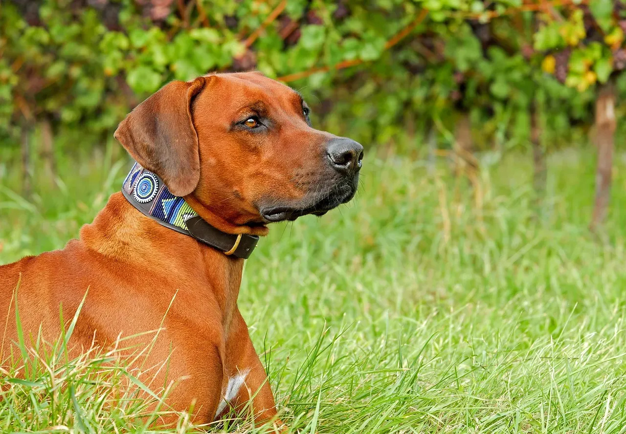 What Every Dog Owner Should Remember About Watchdog Behavior (Image Credits: Pixabay)