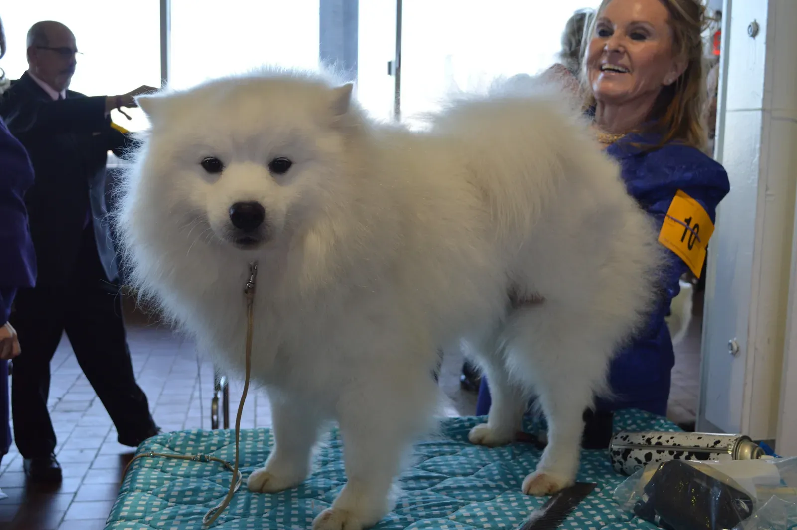 #13 - How Much You Actually Respect Your Dog's Limits (American Eskimo-10-GCH-Anana's Look Into The Future CGC 01, CC BY 2.0)