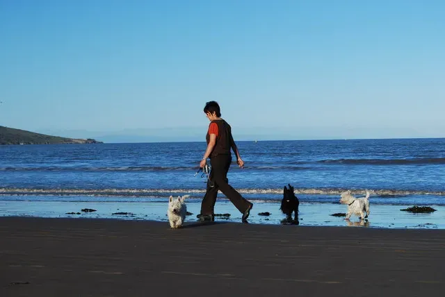 Beaches, Trails, and Endless Adventures (Image Credits: Wikimedia)