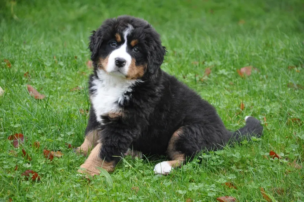 Bernese Mountain Dogs Never Quite Mature (Image Credits: Rawpixel)