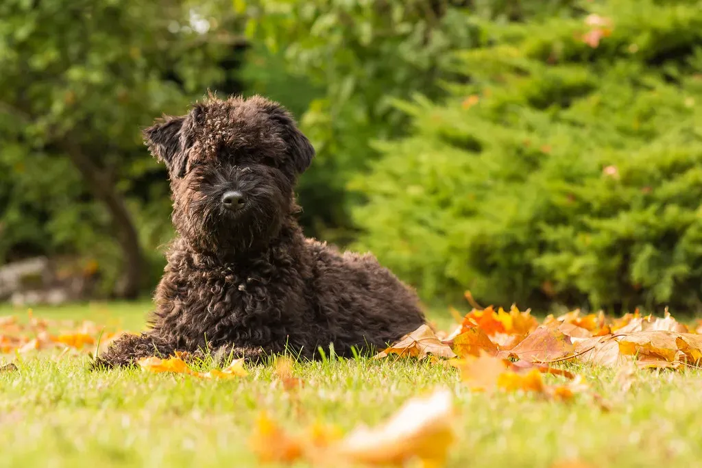 Kerry Blue Terrier (Martin Hesketh, Flickr, CC BY 2.0)