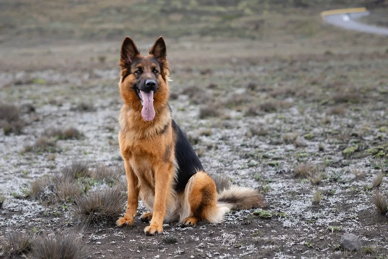 German Shepherds: The Intense Workers (Image Credits: Pixabay)