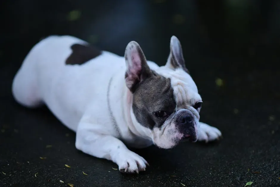 #2. Taurus (April 20 – May 20): The French Bulldog (Image Credits: Pexels)