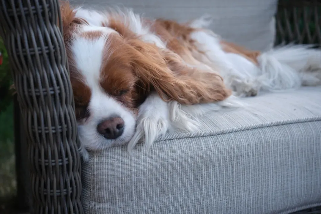 Fatigue, Discomfort, or Subtle Pain Signals (Image Credits: Unsplash)