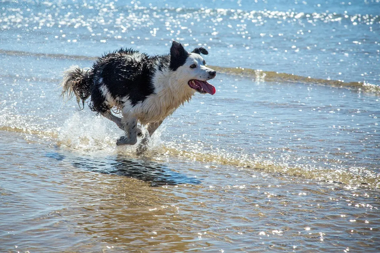 #4 - Vacations That Shrink to Fit the Dog (Image Credits: Pixabay)