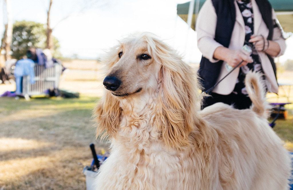Afghan Hound: The Supermodel Who Knows It (Image Credits: Flickr)