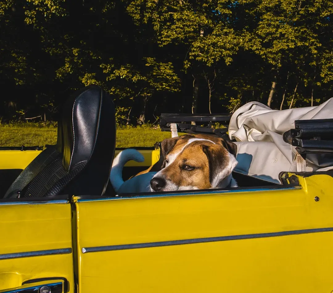 What to Keep in Mind Before You Go (Image Credits: Unsplash)