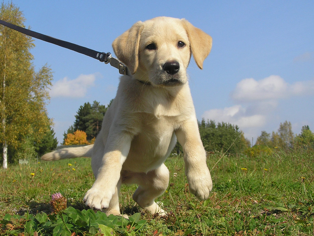 Correcting Leash Pulling (Image Credits: Flickr)