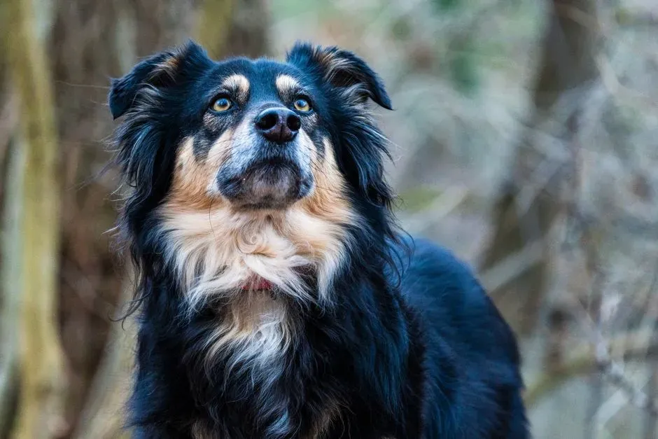 How Dogs Detect Emotional Reliability (Image Credits: Pexels)