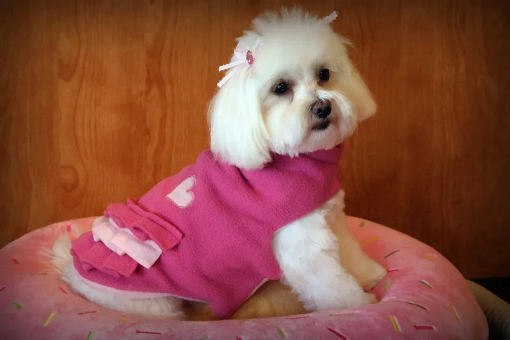 7. Maltese: Tiny, Devoted, and Perfectly Suited to Indoor Life (CRYROLFE, Flickr, CC BY 2.0)