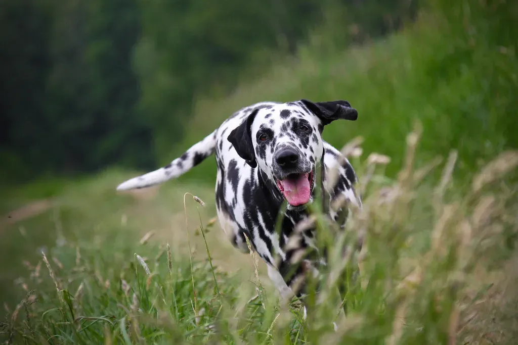 6. Dalmatian: The Spirited Athlete (Image Credits: Flickr)