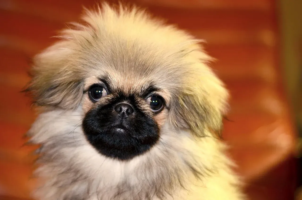8. Pekingese: The Imperial Lap Dog With Regal Resistance (Image Credits: Pixabay)