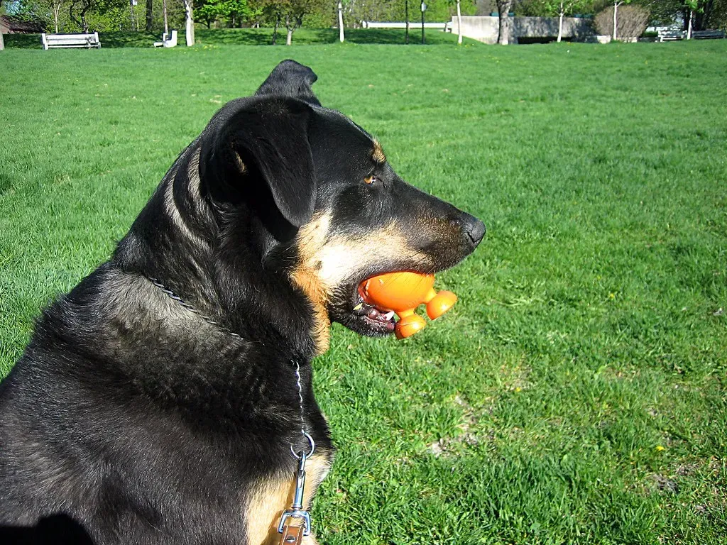 What Triggers This Behavior (Image Credits: Flickr)