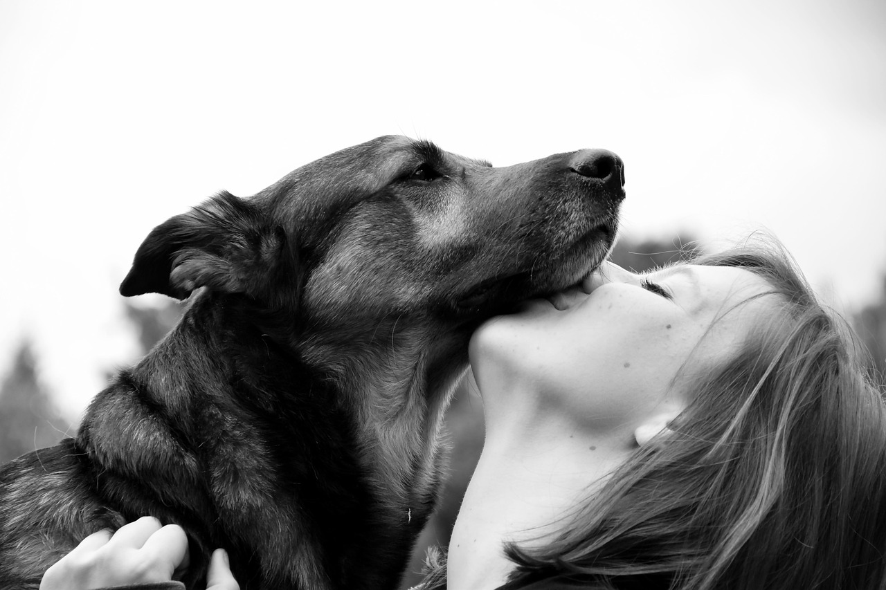 Licking as Love Letters: Kisses in Canine Language (Image Credits: Pixabay)
