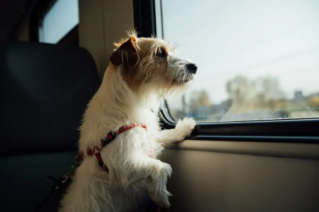 #4 - The Way the Dog Waited at the Window or Door (Image Credits: Unsplash)