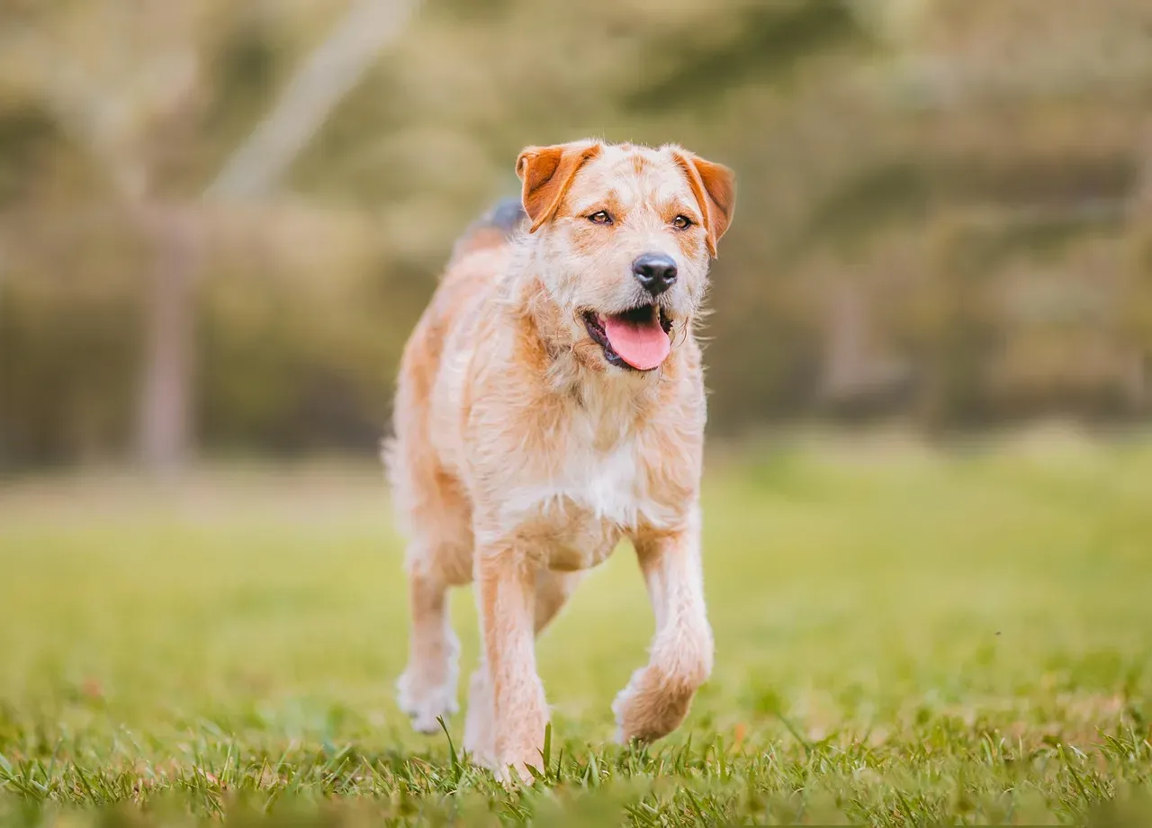 6. Border Terrier: The Low-Key Daredevil (Image Credits: Pixabay)