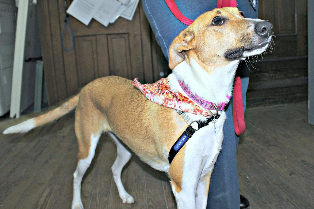 Myth 3: Rescue Dogs Are Only Old or Sick Animals (Image Credits: Flickr)