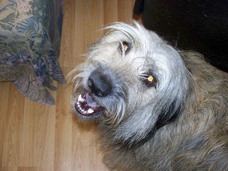 The Loving Gaze: Eye Contact That Melts Your Heart (Image Credits: Flickr)