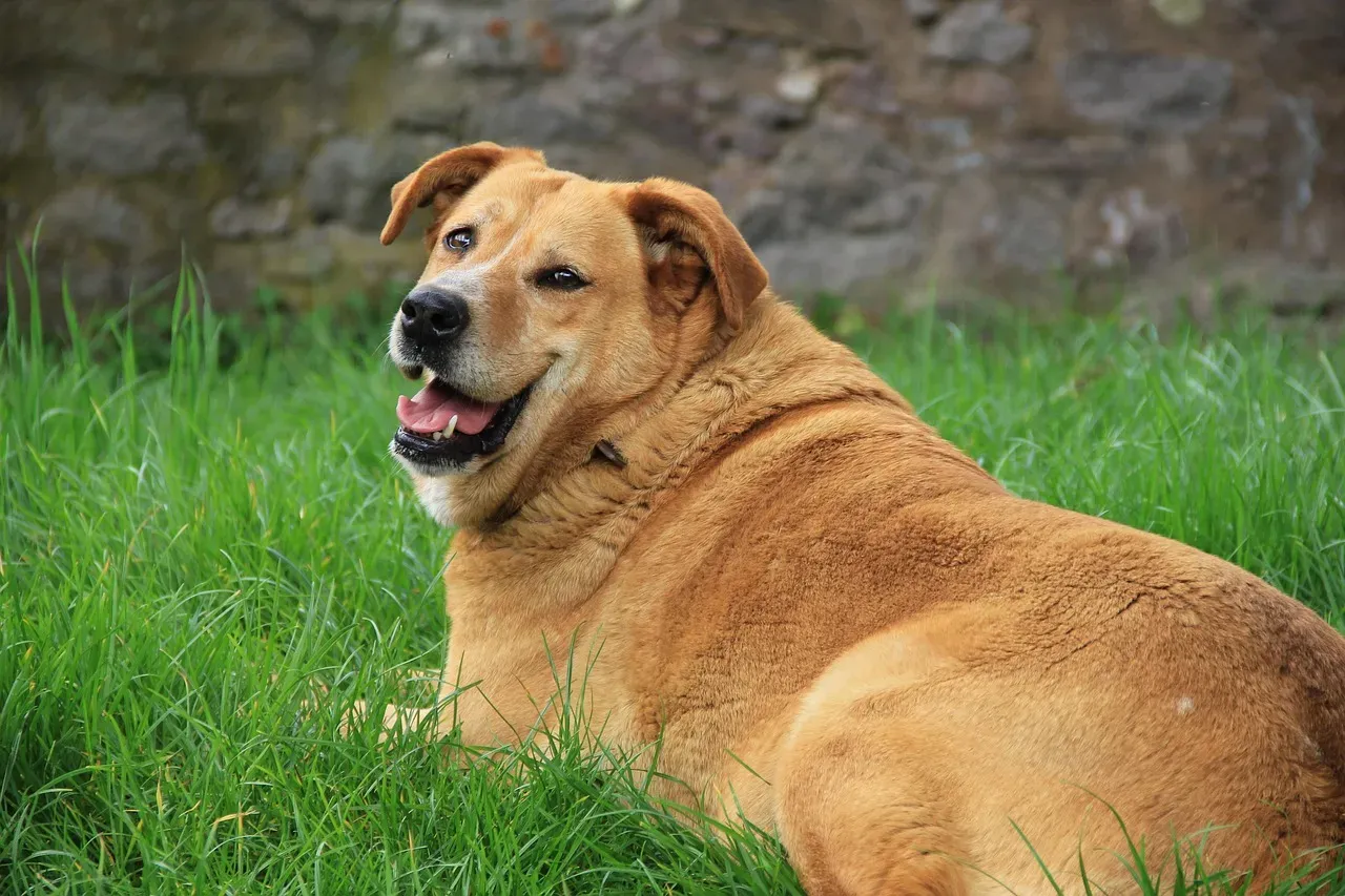 2. Free-Feeding and Overfeeding “Because He Looks Hungry” (Image Credits: Pixabay)