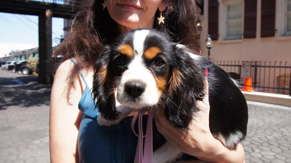Cavalier King Charles Spaniel: The Portable Companion (Image Credits: Flickr)