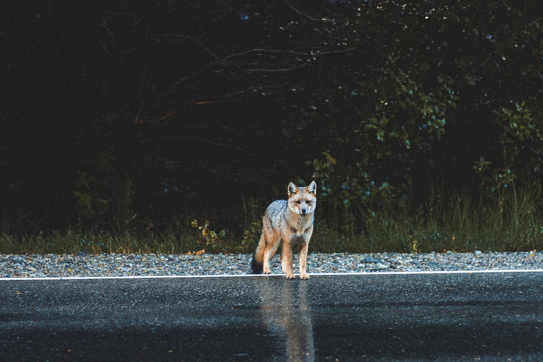 Coyotes Are California's Ultimate Survivors (Image Credits: Unsplash)