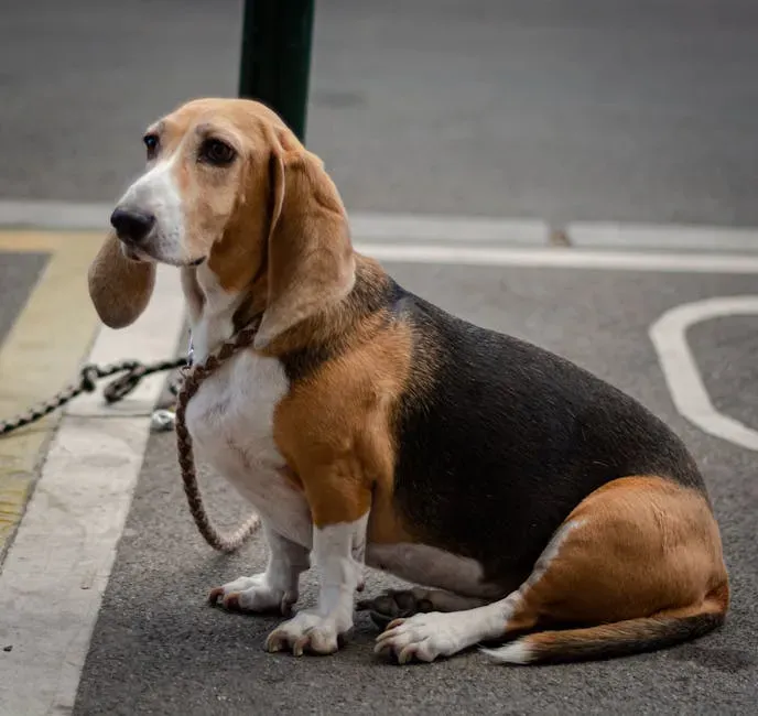 7. Basset Hound: The Low-Key Companion (Image Credits: Pexels)