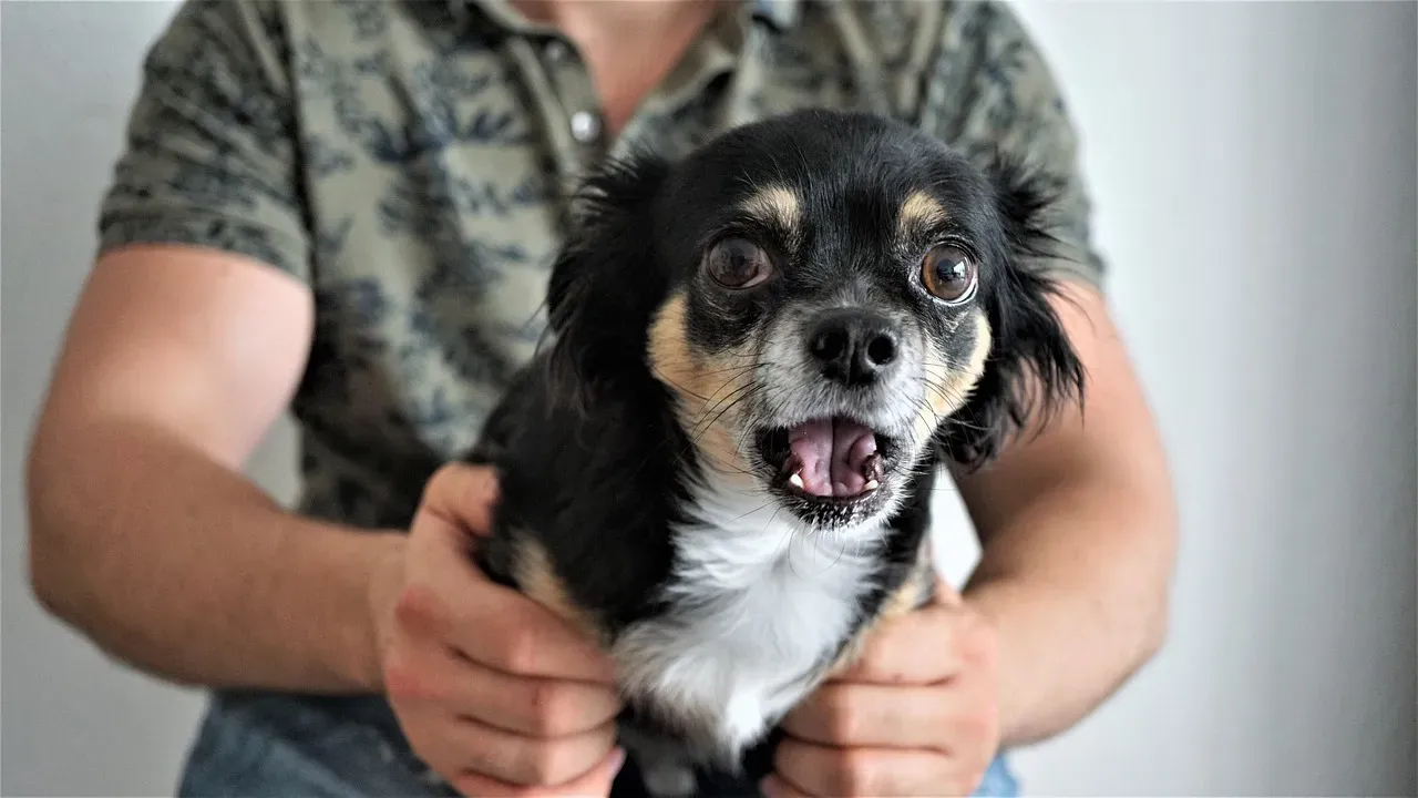 3. Chihuahua (Image Credits: Pixabay)