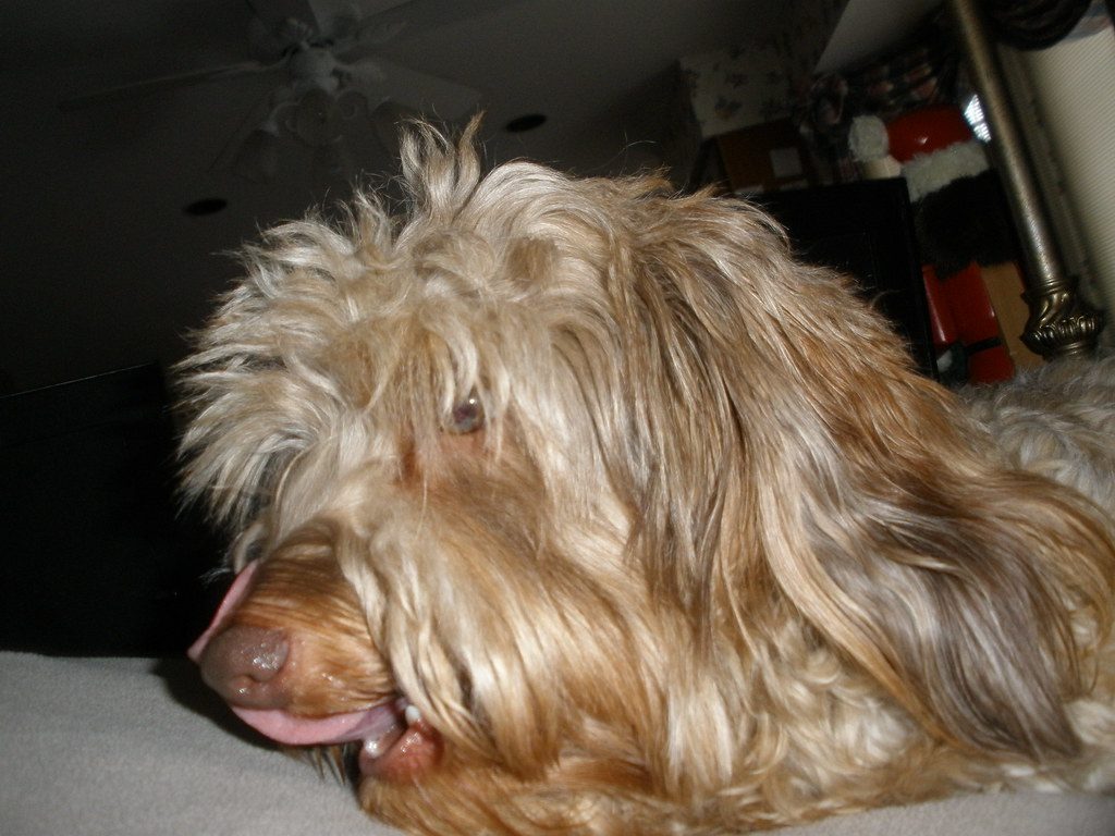 When to Seek Veterinary Advice: Red Flags and Concerning Patterns (Image Credits: Flickr)