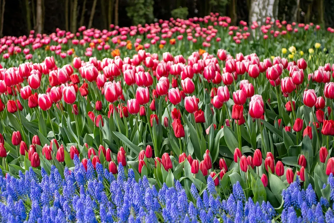 6. Tulips and Hyacinths - The Spring Bulb Danger Duo (Image Credits: Pixabay)