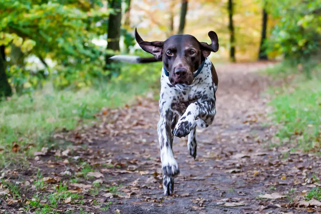 8. German Shorthaired Pointer: The Versatile Adventurer (Image Credits: Flickr)