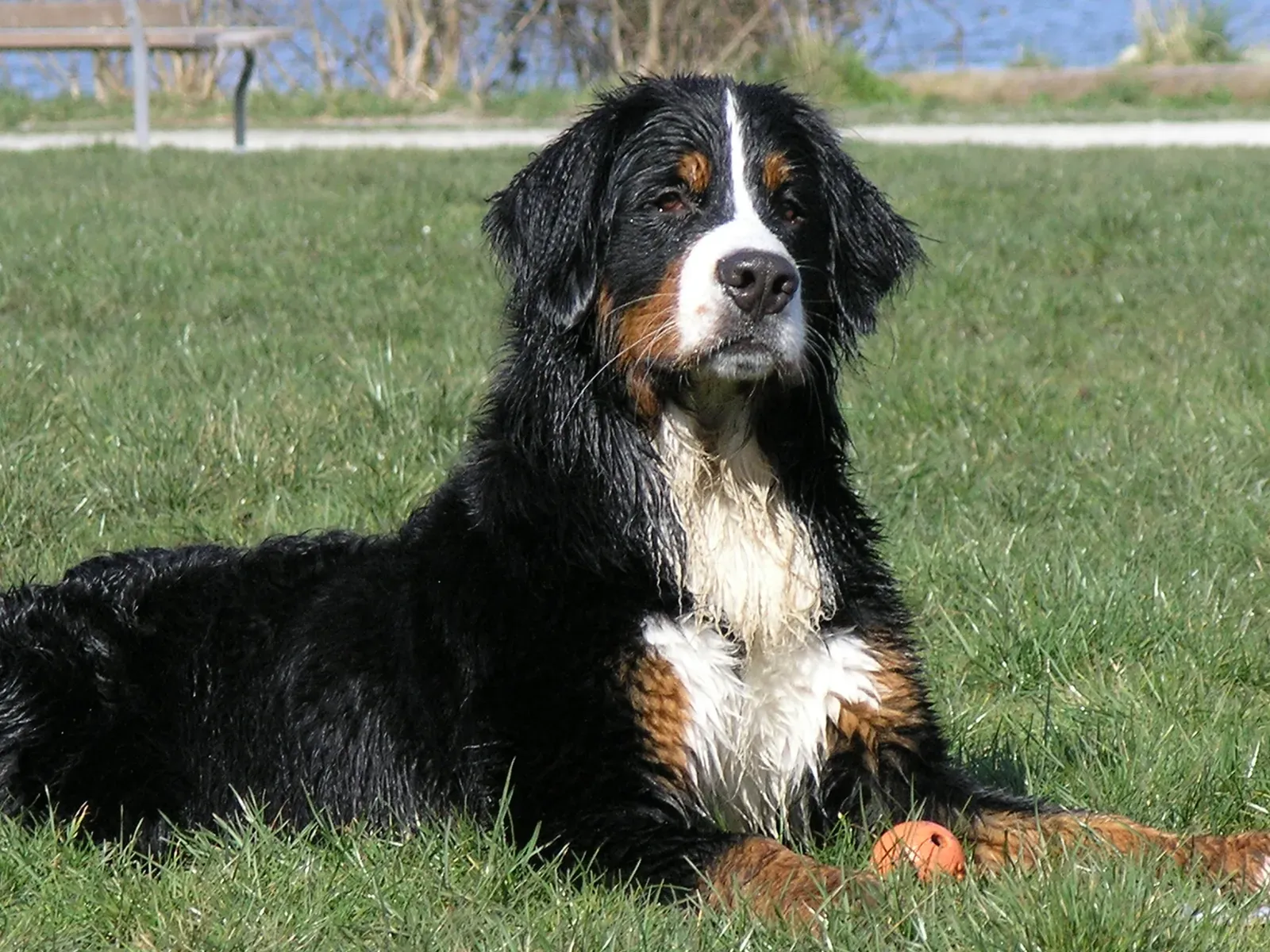 Bernese Mountain Dog: The Patient Protector (Image Credits: Wikimedia)