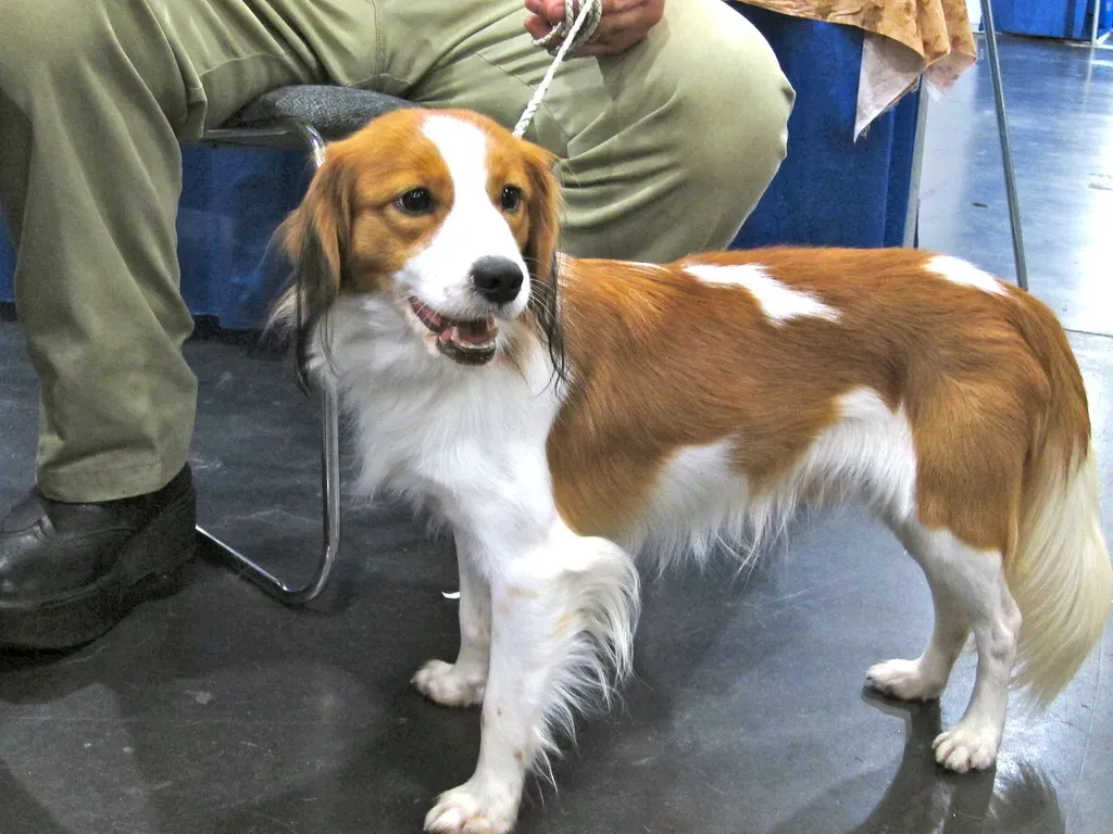 Cancer: The Kooikerhondje (Petful.com, Flickr, CC BY 2.0)