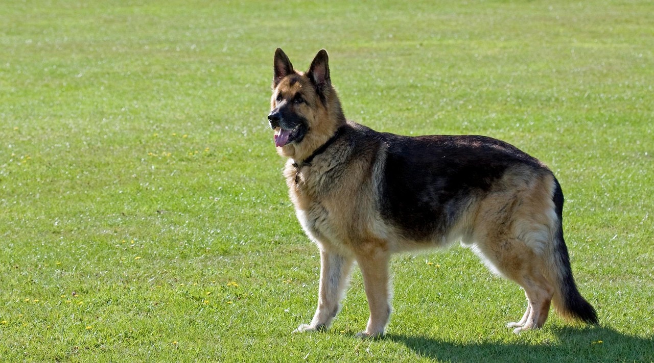 German Shepherd: The Fire-Driven Guardian (Image Credits: Pixabay)