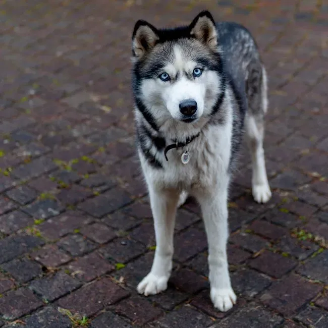 #1 - The Wild-Hearted Loyalty Under All That Chaos (Image Credits: Pexels)
