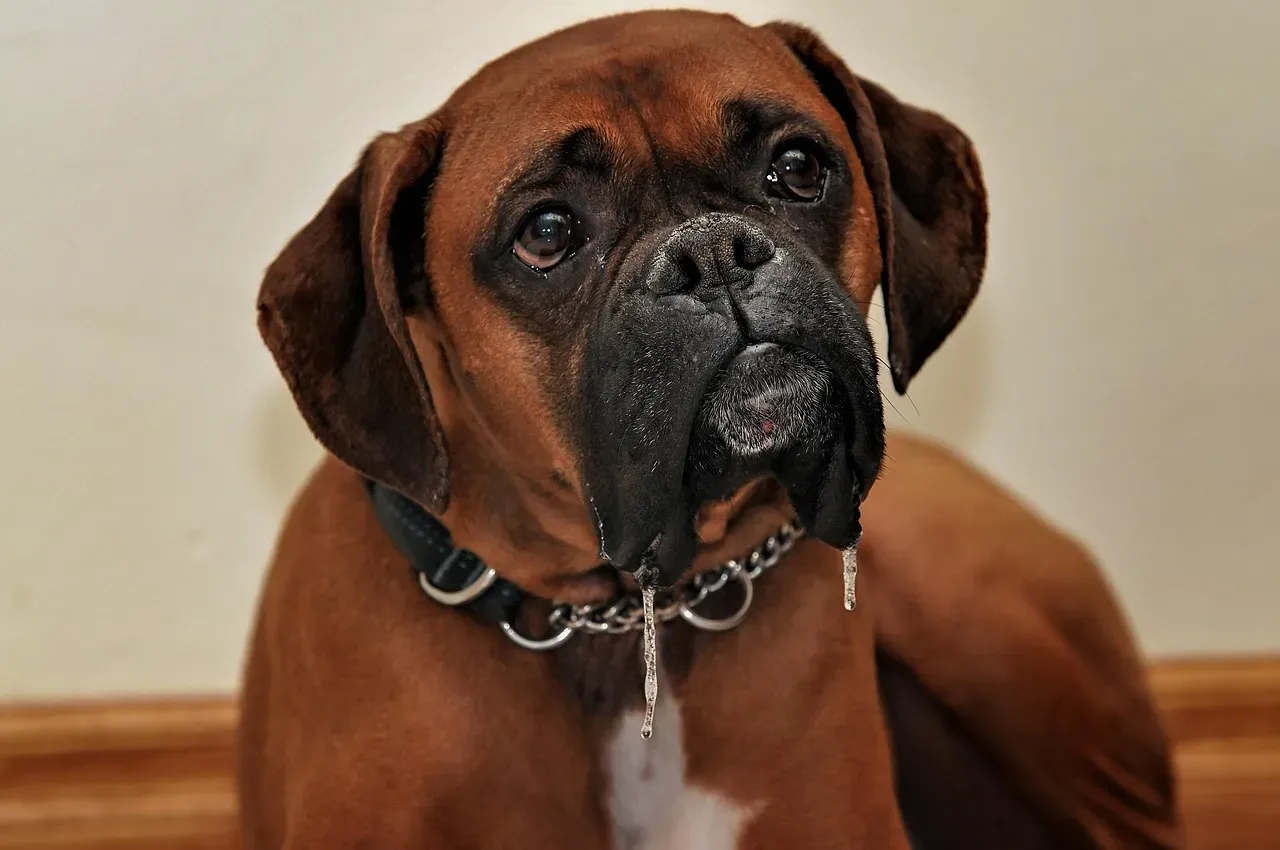 6. Boxer: Brachycephalic, Bouncy, and Brazenly Slobbery (Image Credits: Pixabay)