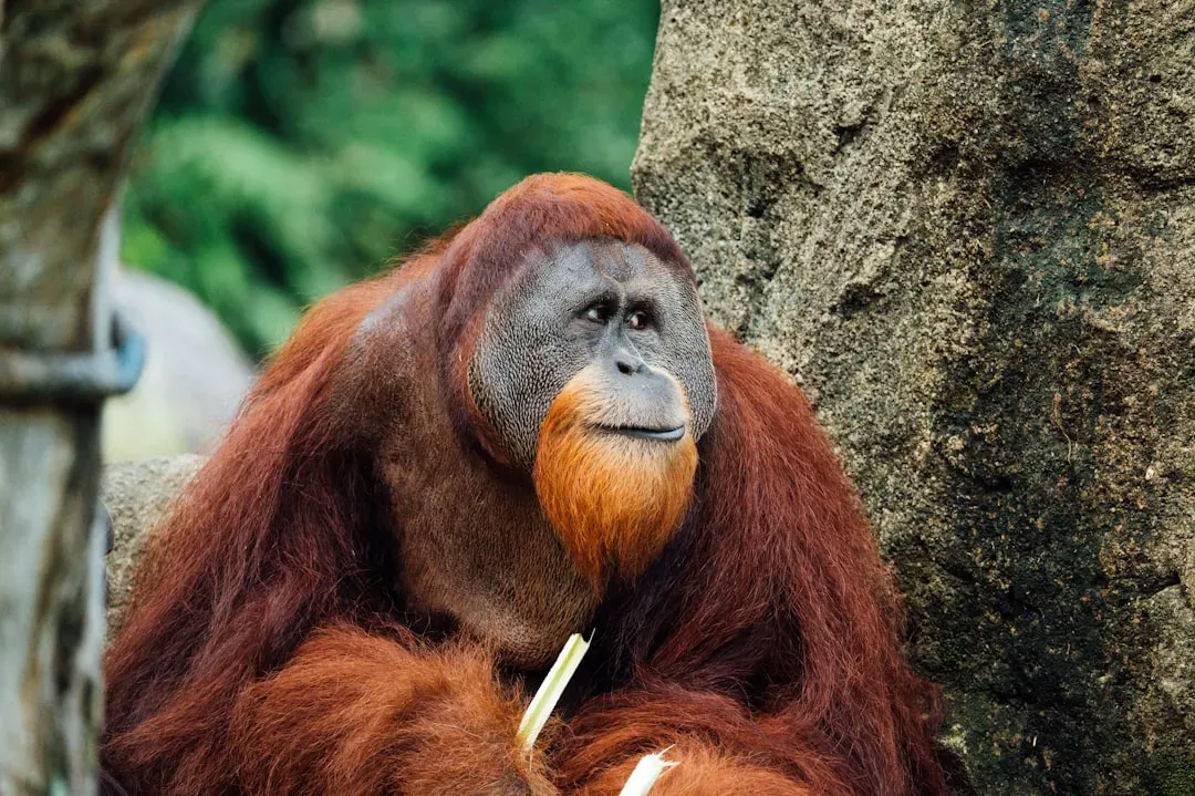 #11. Aquarius (January 20 – February 18): The Orangutan (Image Credits: Unsplash)