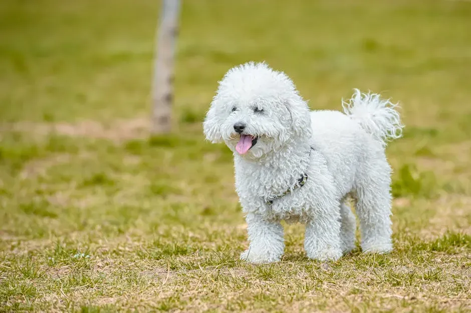 8. Bichon Frise: Small Dog, Big Heart, Great Manners (Image Credits: Pexels)