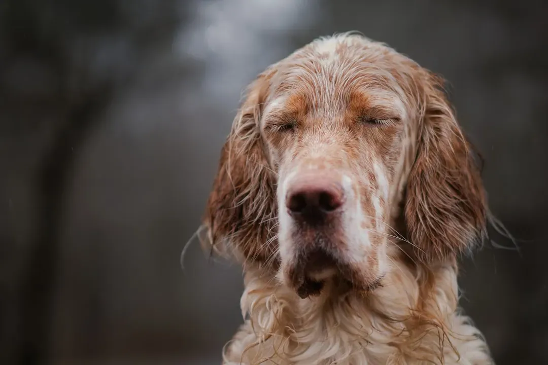 How Job Stress Crosses Over to Your Dog (Image Credits: Unsplash)