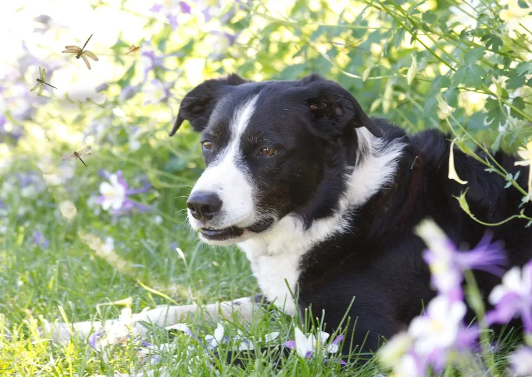 3. Border Collie: The Emotional Detective (Image Credits: Unsplash)