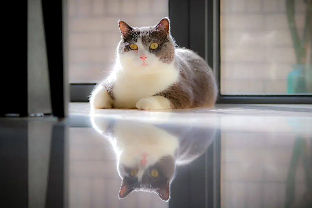 Virgo: Perfectionist Expectations (Image Credits: Unsplash)