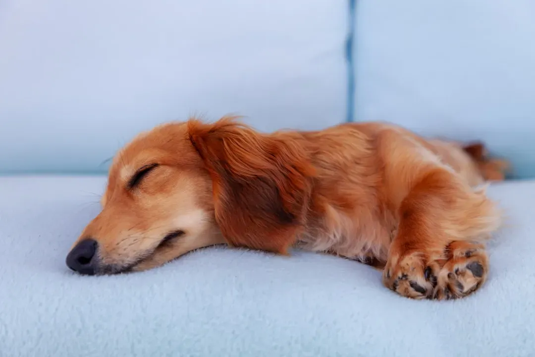 #7 - The Shockingly Loud, Old-Man Snores (Image Credits: Unsplash)