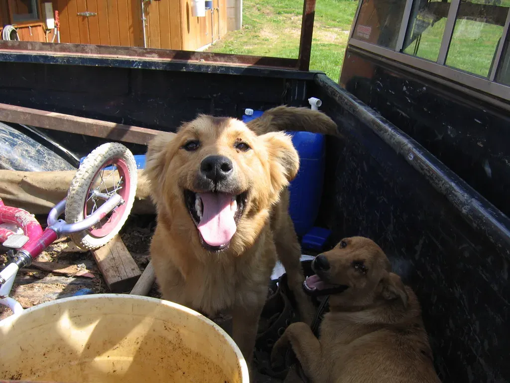 Cognitive Changes in Aging Dogs Get Misread (Image Credits: Flickr)