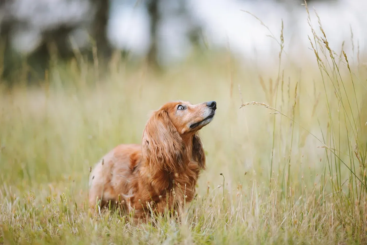 8. Dachshund: The Tiny Body With a Big Hunter’s Ego (Image Credits: Pixabay)