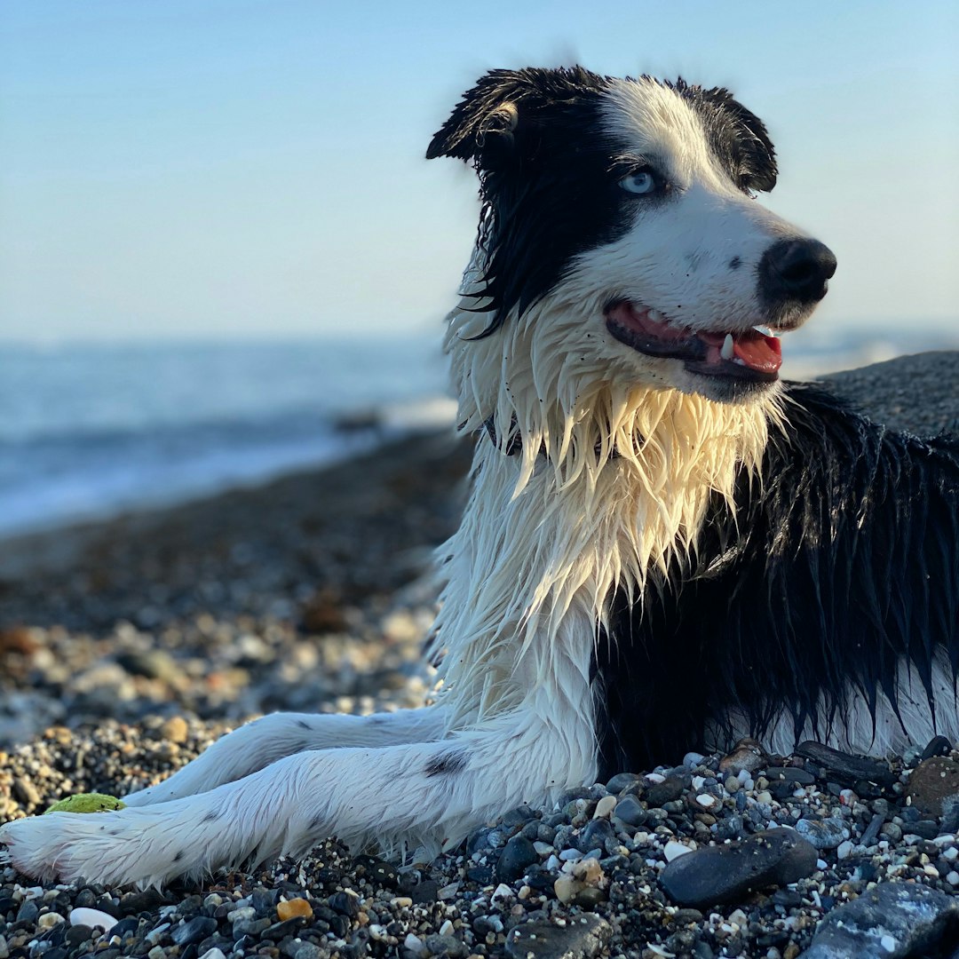 Virgo: Border Collie (Image Credits: Unsplash)